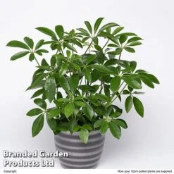 Schefflera Arboricola