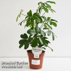 Schefflera Arboricola 'Nora' -NAOMI Plant Shop SCHE NORA13CM T44733
