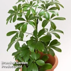 Schefflera Arboricola 'Nora' -NAOMI Plant Shop SCHE NORA13CM WKF1180