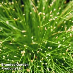 Colourful Ornamental Grass Collection -NAOMI Plant Shop SCIR CERNUUS W48107