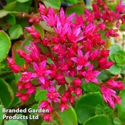 Sedum Spurium 'Dragon's Blood'