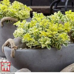 Sedum Takesimense 'Atlantis' -NAOMI Plant Shop SEDU KB1354 A