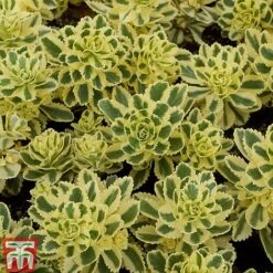 Sedum Takesimense 'Atlantis' -NAOMI Plant Shop SEDU KB1354 C1