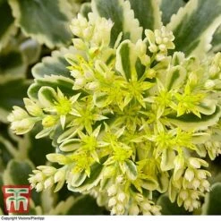 Sedum Takesimense 'Atlantis' -NAOMI Plant Shop SEDU KB1354 D
