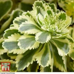 Sedum Takesimense 'Atlantis' -NAOMI Plant Shop SEDU KB1354 E