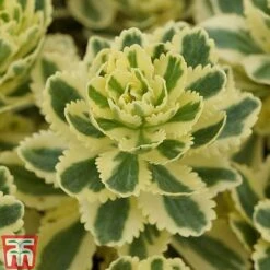 Sedum Takesimense 'Atlantis' -NAOMI Plant Shop SEDU KB1354 F1