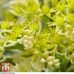 Sedum Takesimense 'Atlantis' -NAOMI Plant Shop SEDU KB1354 G