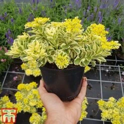 Sedum Takesimense 'Atlantis' -NAOMI Plant Shop SEDU KB1354 H1