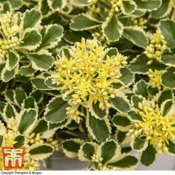 Sedum Takesimense 'Atlantis' -NAOMI Plant Shop SEDU KB1354 H3