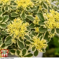 Sedum Takesimense 'Atlantis' -NAOMI Plant Shop SEDU KB1354 I