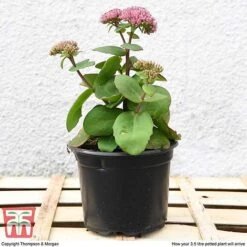 Sedum 'Matrona' -NAOMI Plant Shop SEDU T58091 C