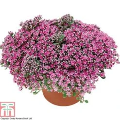 Sedum Ewersii Var. Homophyllum 'Rosenteppich' -NAOMI Plant Shop SEDU T80335 B