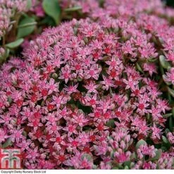 Sedum Ewersii Var. Homophyllum 'Rosenteppich' -NAOMI Plant Shop SEDU T80335 C