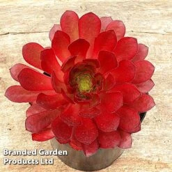 Semponium 'Sienna' -NAOMI Plant Shop SEMP SIENNA H43961