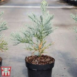Sequoiadendron Giganteum 'Glaucum' -NAOMI Plant Shop SEQU TKA3520 A