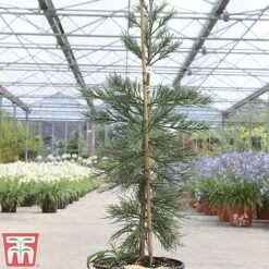 Sequoiadendron Giganteum 'Glaucum' -NAOMI Plant Shop SEQU TKA3520 B