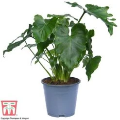 Philodendron 'Shangri La' -NAOMI Plant Shop SHAN 26766 A1