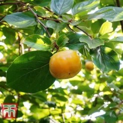 Sharon Fruit 'Fuyu' -NAOMI Plant Shop SHAR T14149 D