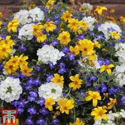 New Products 9 Sherbet Lemon