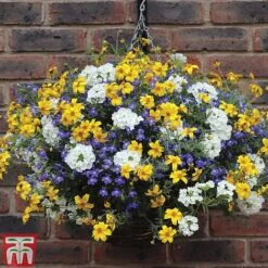 New Products -NAOMI Plant Shop SHER T47646 B