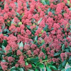 Skimmia Japonica 'Rubella' -NAOMI Plant Shop SKIM T57538 A h