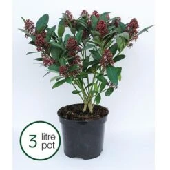 Skimmia Japonica 'Rubella' -NAOMI Plant Shop SKIM T57538 B h