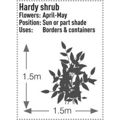 Skimmia Japonica 'Rubella' -NAOMI Plant Shop SKIM T57538 C h