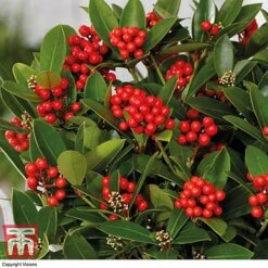 Skimmia 'Temptation' - Gift -NAOMI Plant Shop SKIM WGKB7447 C