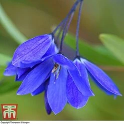 Sollya Heterophylla 'Ultra Blue' -NAOMI Plant Shop SOLL KB2764 A