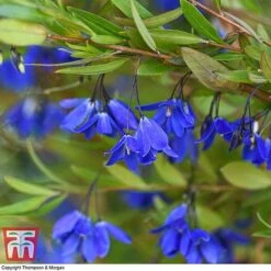 Sollya Heterophylla 'Ultra Blue' -NAOMI Plant Shop SOLL KB2764 C