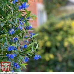 Sollya Heterophylla 'Ultra Blue' -NAOMI Plant Shop SOLL KB2764 D