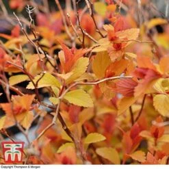 Spiraea Japonica 'Magic Carpet' -NAOMI Plant Shop SPIR T58494 C