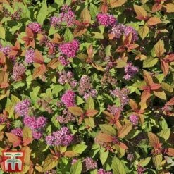 Spiraea Japonica 'Magic Carpet' -NAOMI Plant Shop SPIR T58494 D
