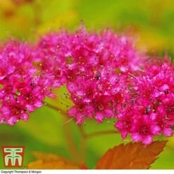 Spiraea Japonica 'Magic Carpet' -NAOMI Plant Shop SPIR T58494 E
