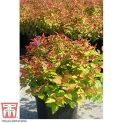 Spiraea Japonica 'Magic Carpet' -NAOMI Plant Shop SPIR T58494 F