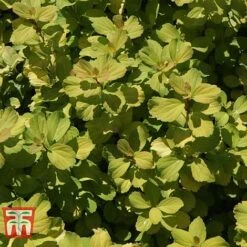 Spiraea Betulifolia 'Tor Gold' -NAOMI Plant Shop SPIR T66454 D