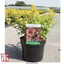 Spiraea Betulifolia 'Tor Gold' -NAOMI Plant Shop SPIR T66454 E