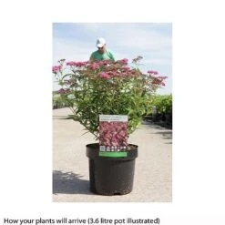 Spiraea Japonica 'Anthony Waterer' -NAOMI Plant Shop SPIR T66459 B h