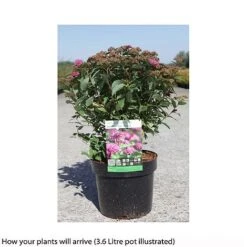 Spiraea Japonica 'Double Play Artist' -NAOMI Plant Shop SPIR T66462 B h