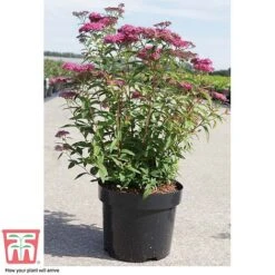 Spiraea Japonica 'Neon Flash' -NAOMI Plant Shop SPIR T66467 C
