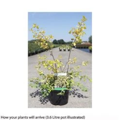 Spiraea X Vanhouttei 'Gold Fountain' -NAOMI Plant Shop SPIR T66475 B h