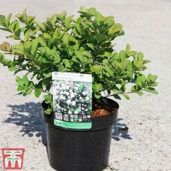 Spiraea Betulifolia 'Pink Sparkler' -NAOMI Plant Shop SPIR TKA3526 A