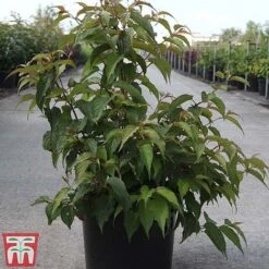 Stachyurus Chinensis 'Celina' -NAOMI Plant Shop STAC TKA3530 C