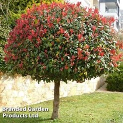 Photinia 'Red Robin' (Standard) -NAOMI Plant Shop STAN TCK74037 A1