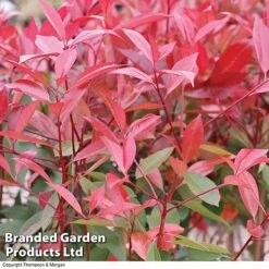 Photinia 'Red Robin' (Standard) -NAOMI Plant Shop STAN TCK74037 B