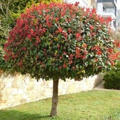 Photinia 'Red Robin' (Standard) -NAOMI Plant Shop STAN TCK74037 NOW1