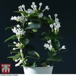 Stephanotis Floribunda On A Hoop -NAOMI Plant Shop STEP KB2262 B