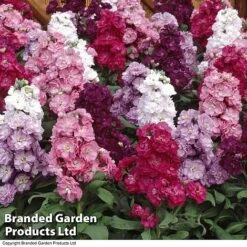 Stock 'Most Scented Mix' -NAOMI Plant Shop STOC P6106 D