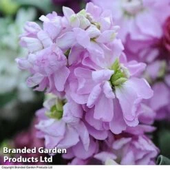 Stock 'Most Scented Mix' -NAOMI Plant Shop STOC P6106 E