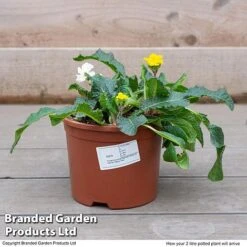 Stock 'Most Scented Mix' -NAOMI Plant Shop STOC P6106 F